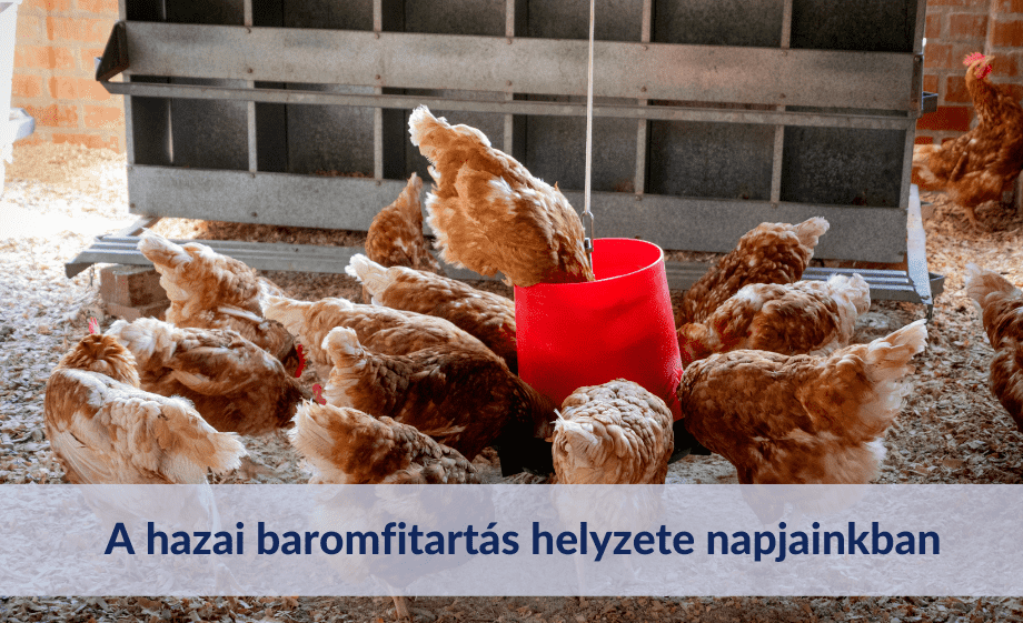 A hazai baromfitartás helyzete napjainkban