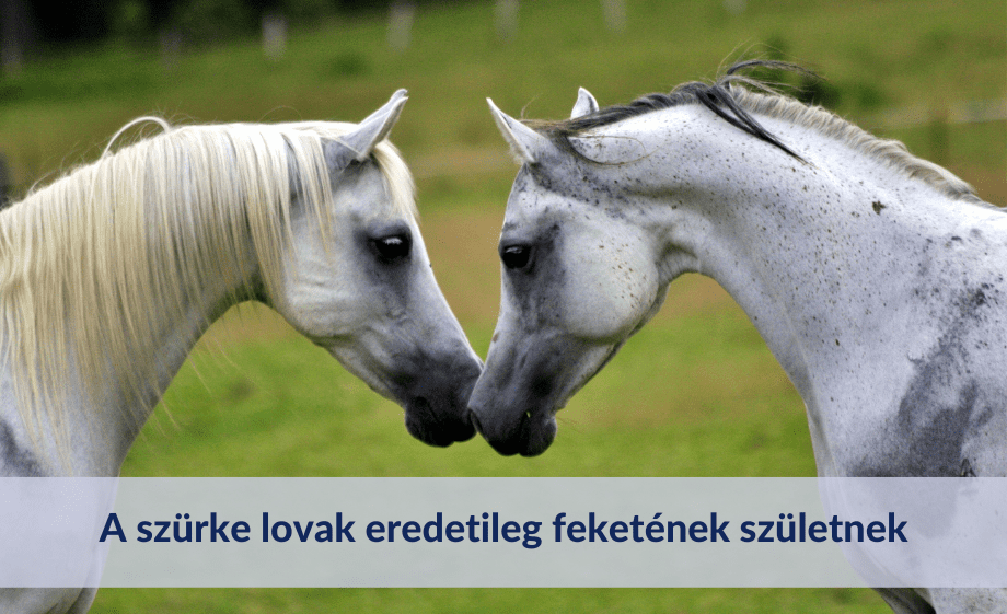 A szürke lovak eredetileg feketének születnek