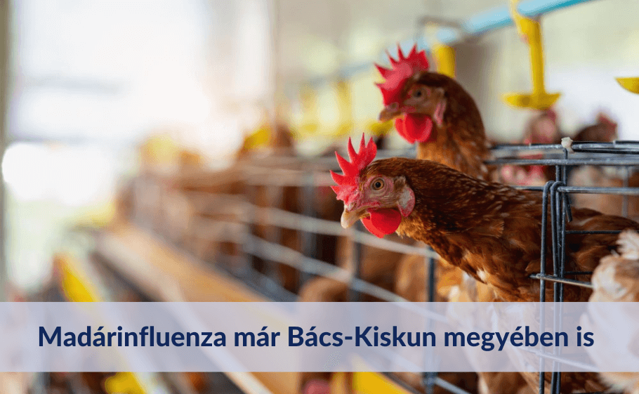 Bács-Kiskun megyében is megjelent a madárinfluenza