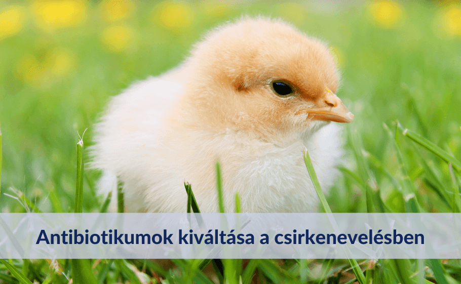 Antibiotikumok kiváltása a csirkenevelésben