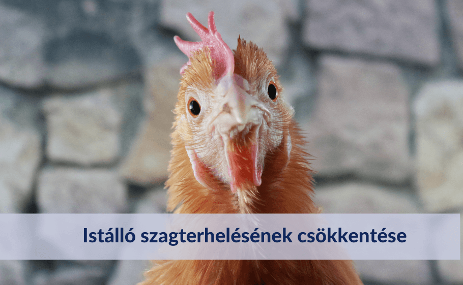 Istálló szagterhelésének csökkentése