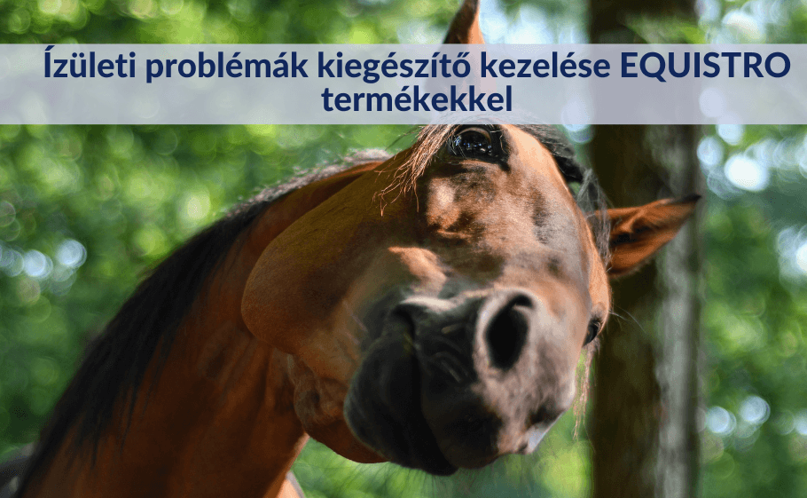 Ízületi problémák kiegészítő kezelése EQUISTRO termékekkel