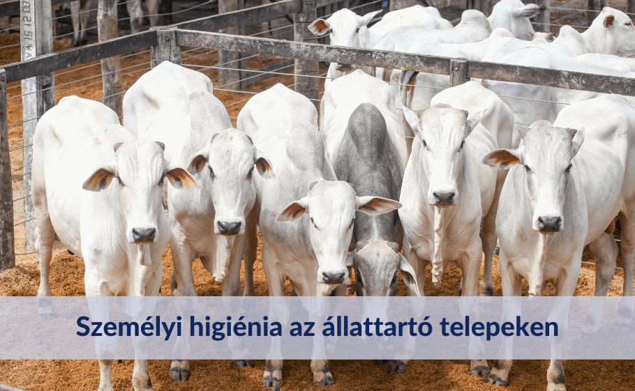 Személyi higiénia az állattartó telepeken