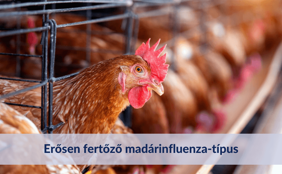 Az erősen fertőző madárinfluenza-típus jelent meg Magyarországon