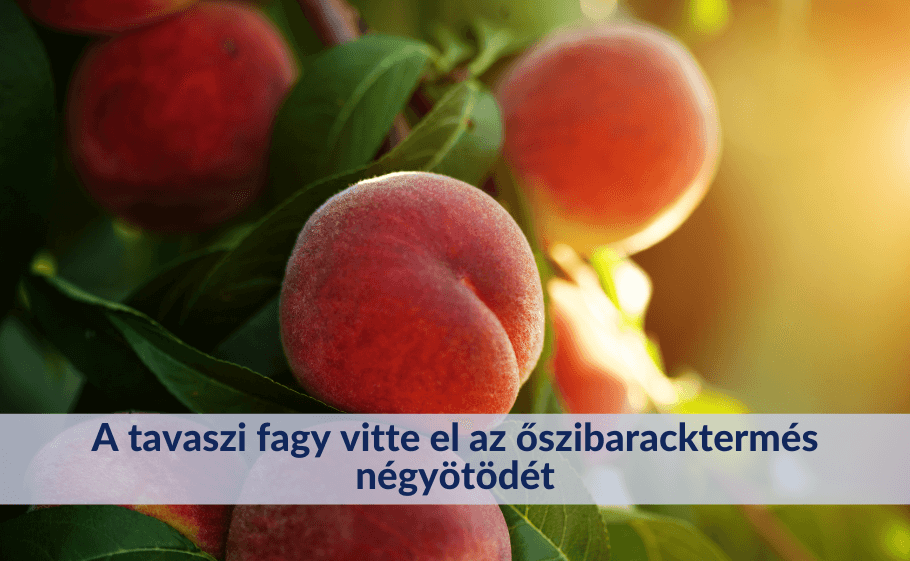 A tavaszi fagy vitte el az őszibaracktermés négyötödét