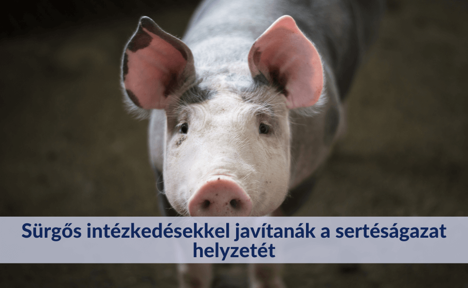 Sürgős intézkedésekkel javítanák a sertéságazat helyzetét