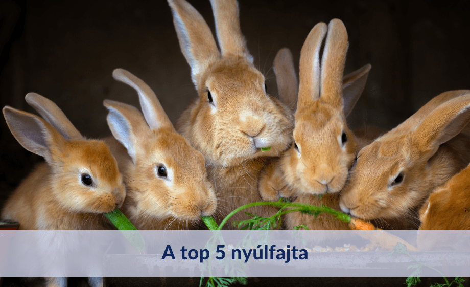 A top 5 nyúlfajta, amelyeket mindenki imád