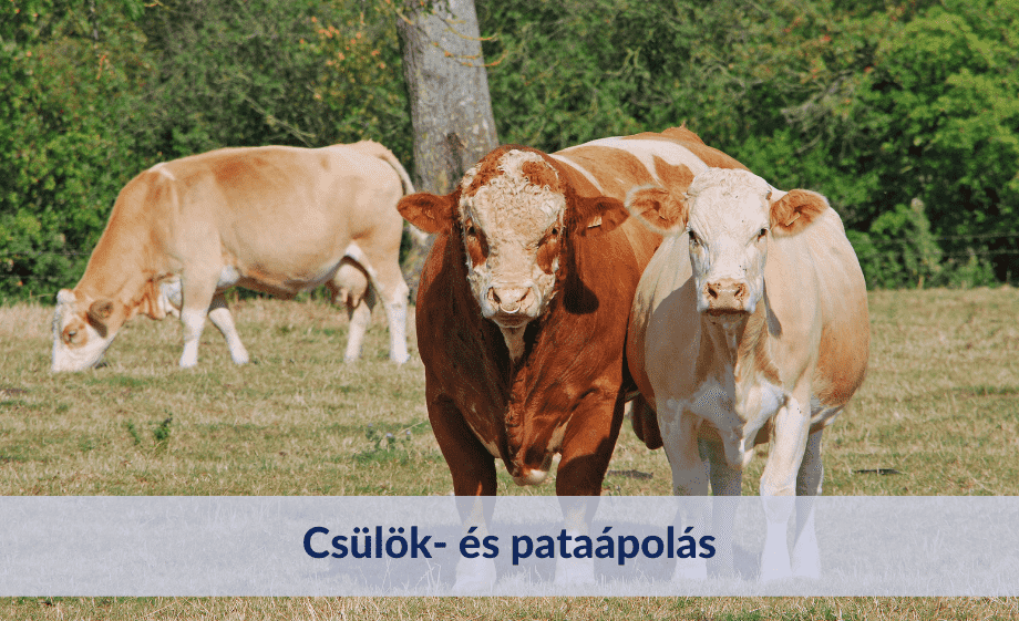 A szakértő válaszol: Csülök- és pataápolás