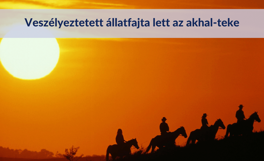 Veszélyeztetett állatfajta lett az akhal-teke ősi lófajta