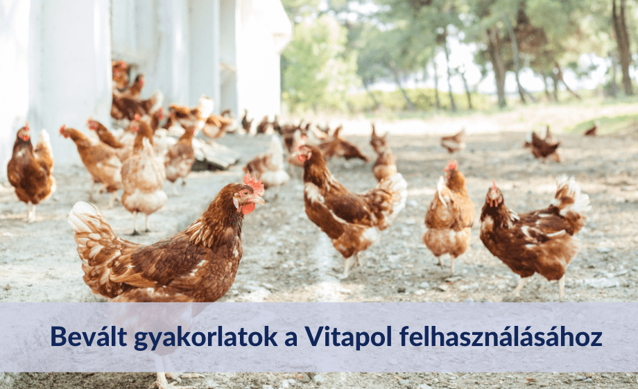 Bevált gyakorlatok a Vitapol felhasználásához a baromfitartásban