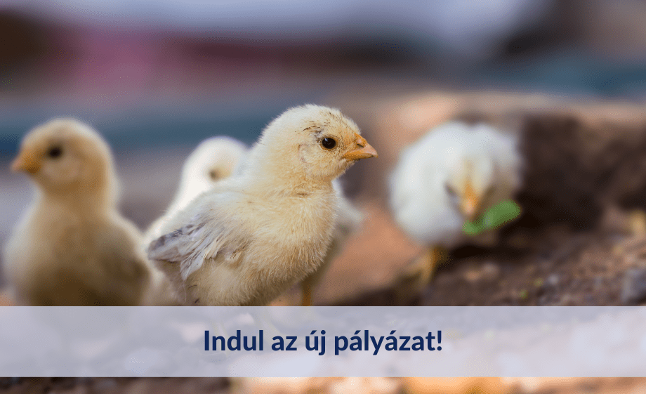 Milliárdok sorsa dől el! Indul az új pályázat!