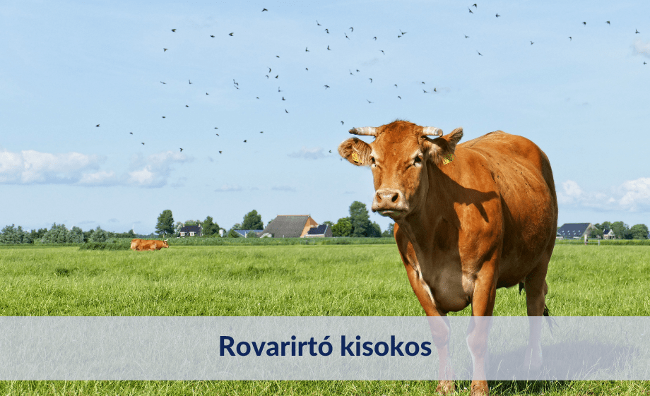 Rovarirtó kisokos: Miért veszélyesek a legyek, a szúnyogok és a kullancsok az állatokra?