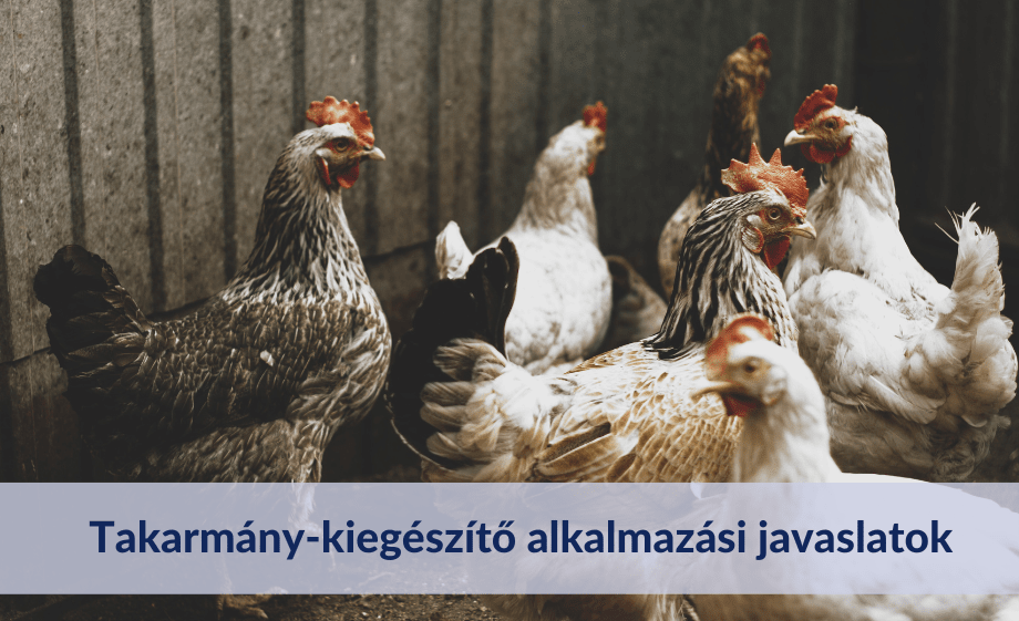 Takarmány-kiegészítő alkalmazási javaslatok tojótyúkok részére