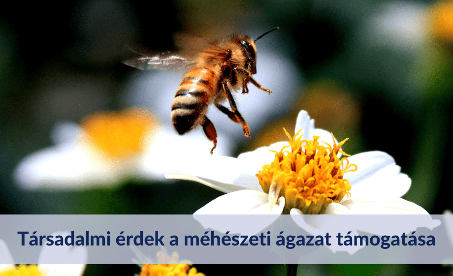 Társadalmi érdek a méhészeti ágazat támogatása