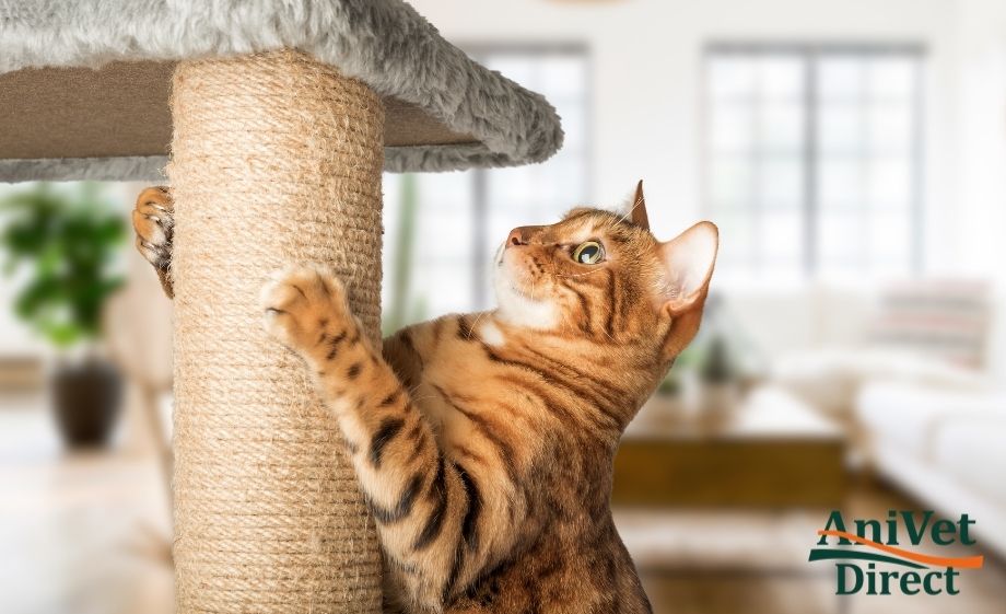 Miért kapar a macska? A kaparófák szerepe, a leggyakoribb hibák és hasznos tippek gazdiknak