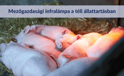 A szakértő válaszol: Mezőgazdasági infralámpa a téli állattartásban