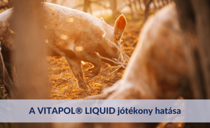 A VITAPOL® LIQUID jótékony hatása sertések gyomorfekélyének megelőzésére és kezelésére