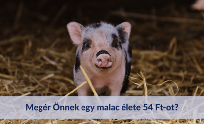 Megér Önnek egy malac élete 54 Ft-ot? Ha igen, akkor PIGLET PROTECTOR!