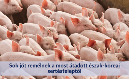 Sok jót remélnek a most átadott észak-koreai sertésteleptől