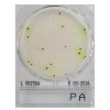 Compact Dry PA - pseudomonas aerugionsa viszgálatához 1502949