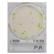Compact Dry PA - pseudomonas aerugionsa viszgálatához