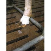 Bovivet pata kötszer S 10 db/csomag