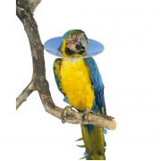 Védőgallér papagáj 140 mm