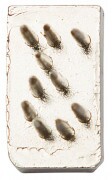 Tetováló Szám 3    7mm  12,2x7,2x3mm