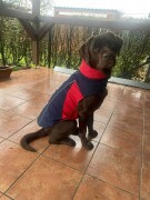 ARIAT ACC Team Softshell kutyakabát XS