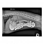 Röntgen Kontraszt Bas04 1kg