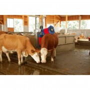 KERBL HappyCow Duo szarvasmarha tisztítógép