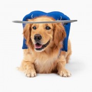 Paw Prosper Muffin´s Halo vak kutyáknak - kék - 7-es méret