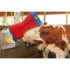 KERBL Szarvasmarha tisztító gép Happy Cow KR18690
