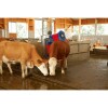 KERBL HappyCow Duo szarvasmarha tisztítógép KR18820