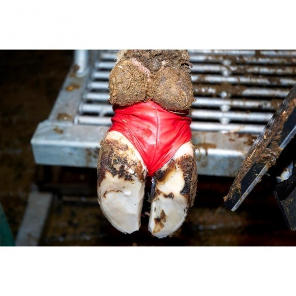 Bovivet pata kötszer XL piros 10 db/csomag