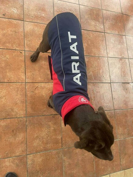 ARIAT ACC Team Softshell kutyakabát XS