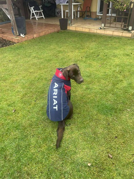 ARIAT ACC Team Softshell kutyakabát XS