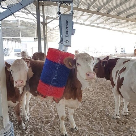 Kurtsan automata tehénvakaró kefe