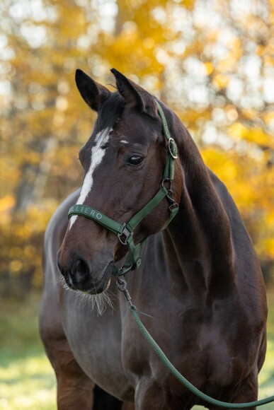Covalliero kötőfék, forest green, póni
